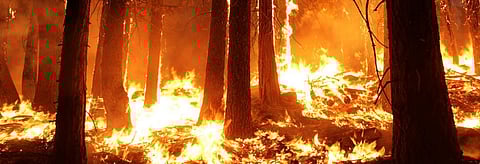 A wildfire in California. Credit: Getty Images
