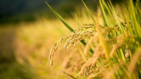 Philippines and Bangladesh saw major improvement in Vitamin A deficiency level even without help of golden rice, says the report. Credit: Getty Images