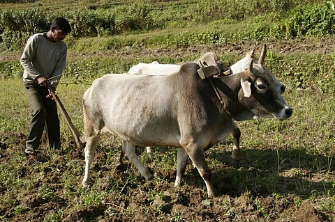 ज्यादा से ज्यादा बंजर और असिंचित जमीन कृषि के दायरे में लाई जा रही है। इससे जहां किसानों की उत्पादकता प्रभावित हो रही है, वहीं आय सुरक्षा और खेती की व्यवहारिकता पर भी असर पड़ रहा है। Credit: Samrat Mukharjee