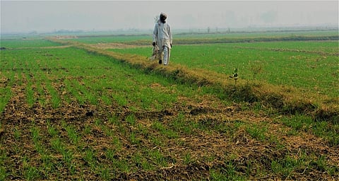 The world needs to sustainably feed its ever-increasing population. Credit: Getty Images