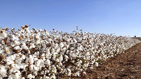 Tobacco Streak Virus causes cotton necrosis disease and is a major problem for cotton farmers. Credit: Getty Images
