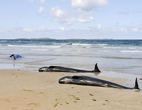 Pilot whales lie dead on a beach in Donegal, Ireland. Credit: Getty Images