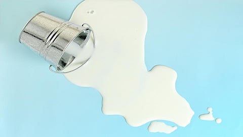 Humans are exposed to aflatoxin through milk and milk products, including breast milk, especially in areas where the poorest quality grain is used for animal feed. Credit: Getty Images