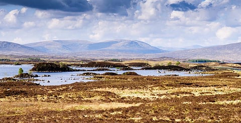 The study says that wet environments sequester more carbon. Credits: Getty Images