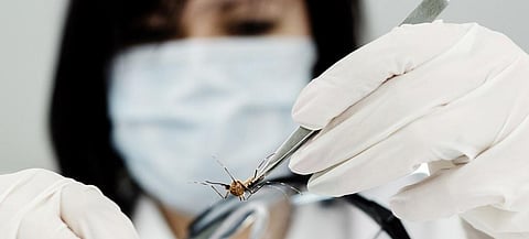Conservationists and scientists believe the new biotechnology could have catastrophic ramifications for the Earth’s ecology. Credit: Getty Images