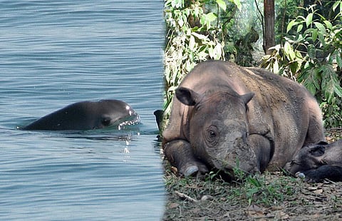 Representational collage. Credit: Chaitanya Chandan/DTE