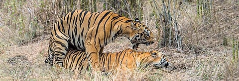 A tiger couple mating. Credit: Getty Images