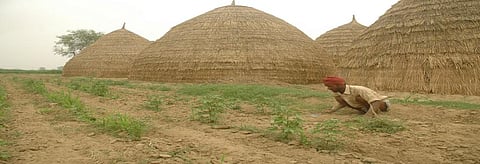 In theory, contract farming seeks to combine agriculture with corporate efficiency while ensuring the provision of inputs such as seeds and technology to the farmers. Ccredit: Agnimirh Basu/CSE