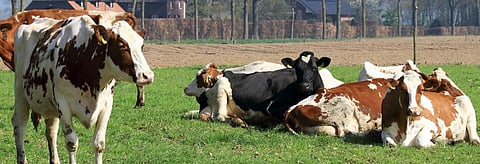 The study catalogued more than 200 ammonia sources which are essentially sites of intensive livestock production. Credit: Getty Images