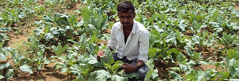 A farmer showing his plants grown from the waste water treated by Sewage Treatment Plant in Nawalgarh, Rajasthan. Credit: Jyotika Sood