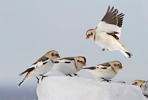 A flock of Snow Buntings, a mountain-specialist bird species, who have also declined in numbers. Credit: Getty Images