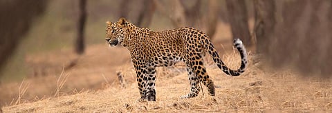 A leopard in Jhalana near Jaipur, Rajasthan. Credit: Getty Images