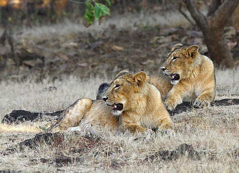 Lionesses in Gir. Credit: Getty Images