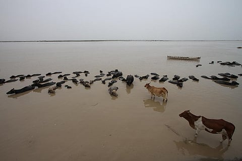 Cattle and water buffaloes in the Indus river in Pakistan's Sindh province. The river is fed by glaciers in the Tibetan Plateau. Credit: Getty Images