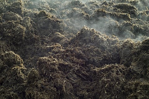 'A dung pat is a mini ecosystem'