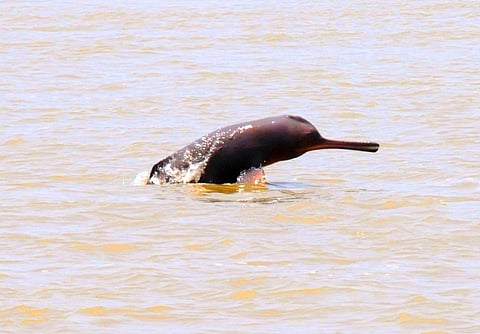 A dolphin surfacing in the Ganga river in Bhagalpur in Bihar. Credit : Mohd Imran Khan