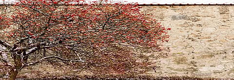 Frost bites apple in Kashmir