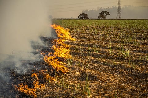 'Thinking Glocal to solve India's paddy-straw burning crisis'