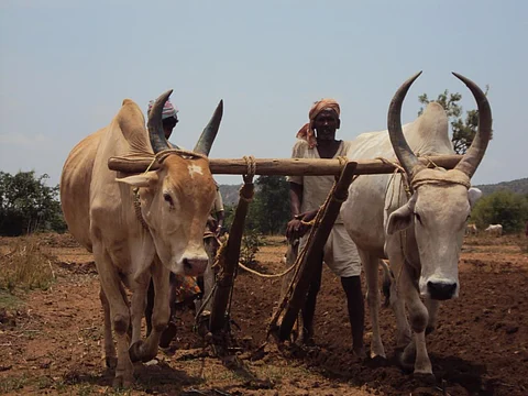 भारत में छोटे और सीमांत किसानों के पास दो हेक्टेयर से कम भूमि है। Credit: Moyna/CSE