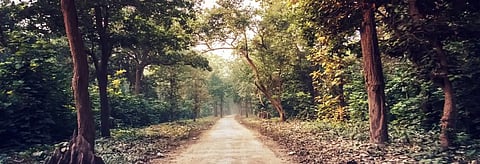 Jharkhand govt doesn’t have legal rights over 38% of its forest