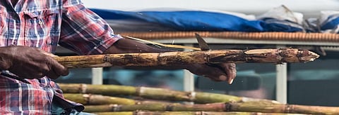 Maharashtra's cash-strapped cane growers to launch agitation