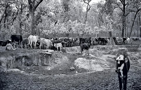 Credit: Adithyan P C