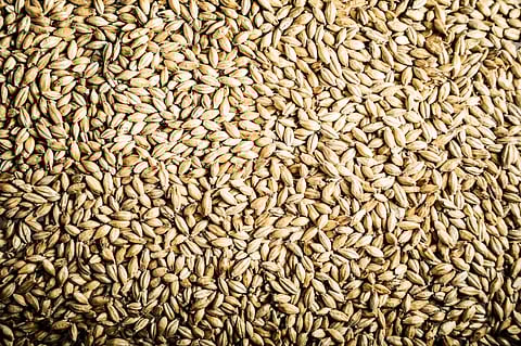 Researchers find new carbohydrate in barley
