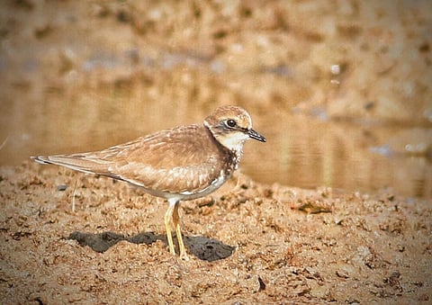 Rare Long-Billed Plover bird sighted in Odisha’s Bhitarkanika national park