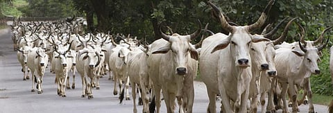 India’s Cow Crisis Part 5: Penalty for abandoning cattle final nail in coffin