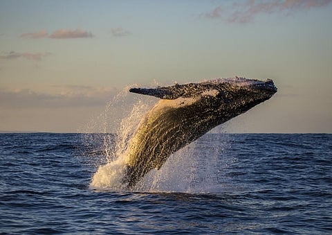 A Humpback whale breaches near Sydney, Australia. Credit: Getty Images