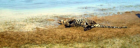 Carcass of leopard found in a reservoir in Odisha