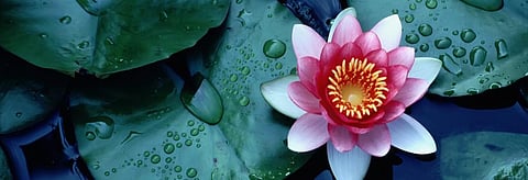 Lotus-inspired biodegradable water repellent material developed