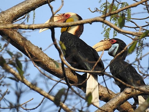 A pair of hornbills at the Pakke Tiger Reserve in Arunachal Pradesh. Credit: Wikimedia Commons