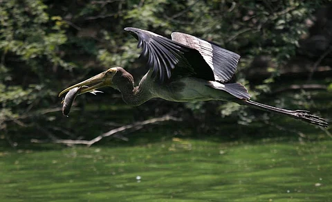 Credit: Vikas Choudhary