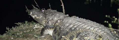 A mugger or marsh crocodile in Vadodara. Credit: Manoj Thaker