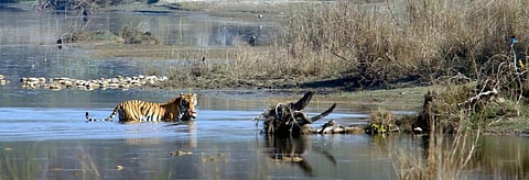 A Bengal tiger in Nepal's Bardia National Park. Credit: Getty Images