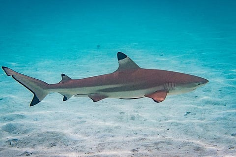 A Blacktip reef shark. Credit: Getty Images