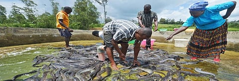 Small-scale fish farming in Kenya. Credit: Tony Karumba, FAO Kenya