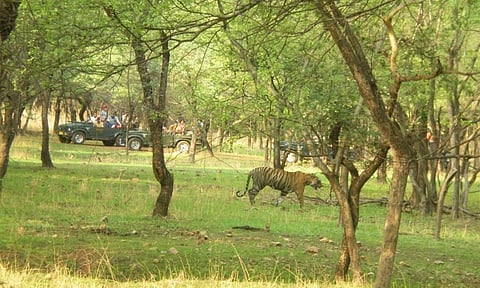 Pacman, one of the most sighted tigers in Ranthambore strolling in front of tourist jeeps. Credit: Chaitanya Chandan