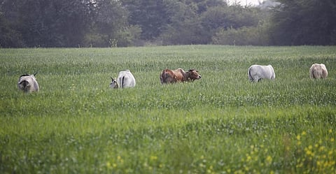 Credit: Vikas Choudhary