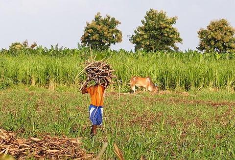 A farmer carries cane on his head. Photo: Getty Images