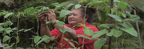 A woman in the Cook Islands in the South Pacific. Credit: Sue Price/FAO