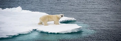 A Polar Bear. Credit: Getty Images