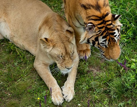 A lioness and a tigress. Credit: Getty Images