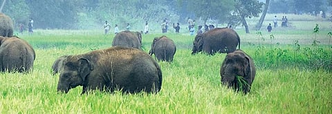 Every year, human-elephant conflicts result in the death of 400-500 people and more than 100 elephants (Photo: Rajarshi Banerji)