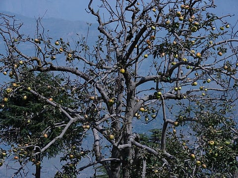 Credit: Ravleen Kaur