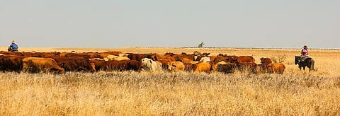 Drovers rounding up cattle in the Queensland countryside during the dry season. Representational photo. Credit: Getty Images