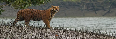 A tiger near a creek in the Sundarbans. Credit: Wikimedia Commons