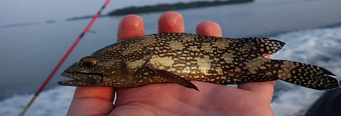The White Spotted Grouper, a fish found from East Africa to the Pacific, and is thought to be of 'Least Concern' but could be extinct locally. Credit: Getty Images