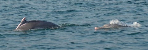 Dolphins in Gahirmatha Marine Sanctuary. Credit: Ashish Senapati